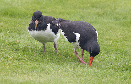 Oyster Catcher and chick